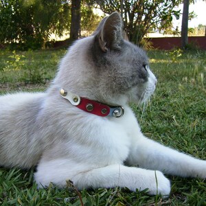 Op de afbeelding: Een witte en grijze kat met blauwe ogen die een rood, wit en blauw geniet  leren halsband draagt. De kat ligt op groen gras.