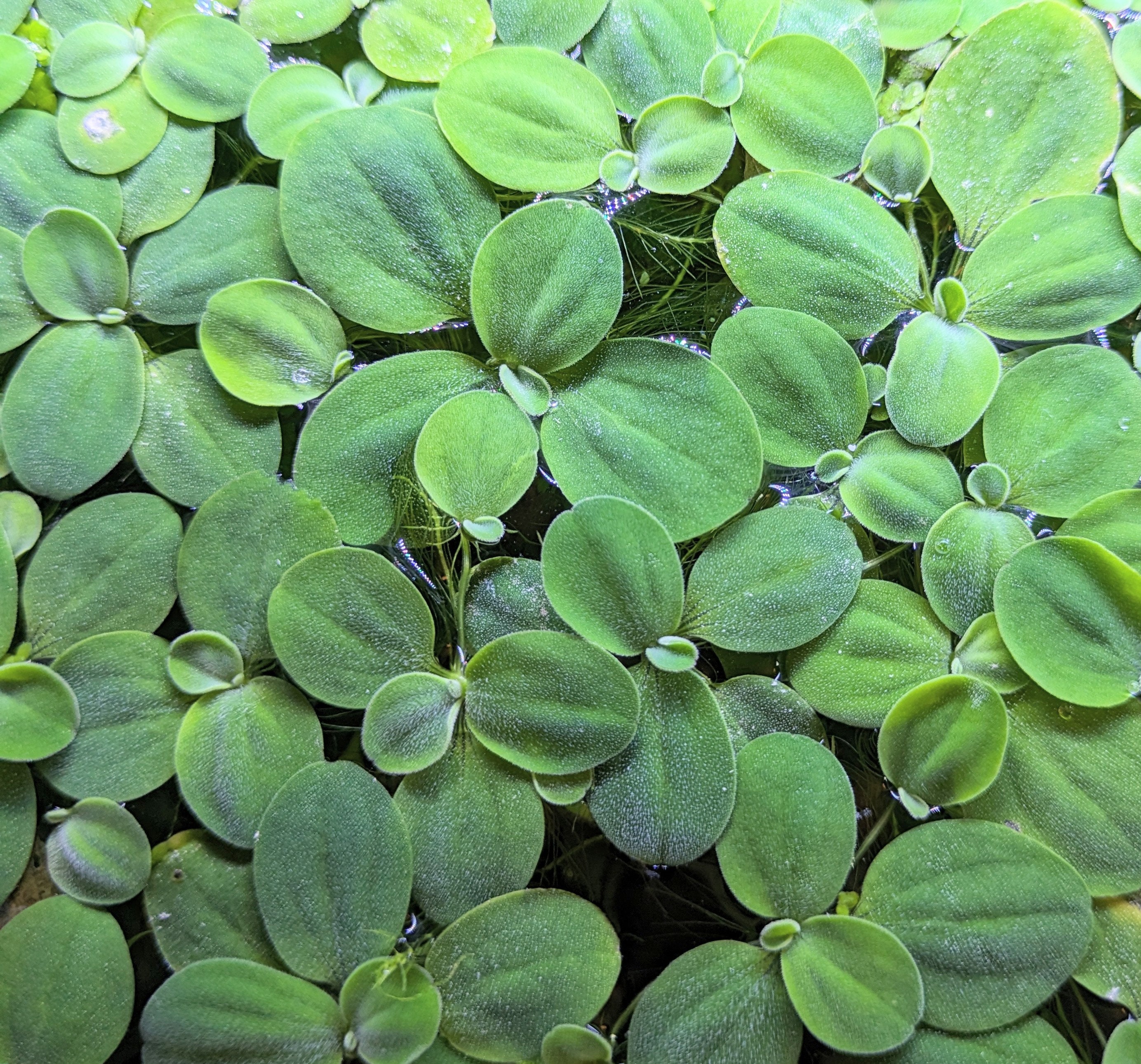 Dwarf Water Lettuce - Live Aquarium Floating Plants
