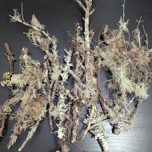 地衣類の苔の枝と小枝 | 爬虫類テラリウム用品 | 100% 天然で持続可能な調達！