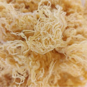 Sea Moss from St. Lucia Raw Golden | Bulk and wholesale Dr. Sebi | Irish Moss | 100% Natural Wildcrafted Sun-Dried | Hair Skin Joints