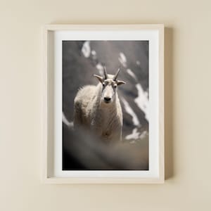 Summit Mountain Goat