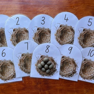 Può includere: Dieci carte bianche con i numeri da 1 a 10 stampati su di esse. Ogni carta ha un'immagine di un nido di uccello. La carta numero 8 ha cinque uova grigie nel nido.