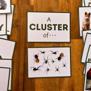Kollektiva substantiv, Matchningsaktivitet, Memoryspel, Australiska djur, Flashcards, Sortering, Montessori, Hemundervisning, Utskrivbara barnaktiviteter bild 3