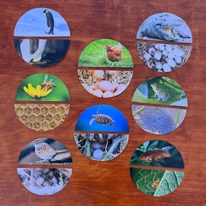 Regalo di Pasqua, Regalo di Pasqua senza cioccolato, Cestino di Pasqua, Attività di Pasqua per bambini piccoli, Ordinamento delle uova degli animali, Abbinamento delle uova degli animali, Pasqua Montessori