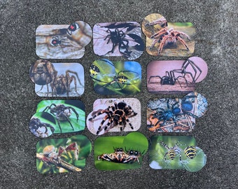 Spiders, Matching Activity, Toddler Game, Memory Game, Printable Activity Toddlers and Kids, Montessori, Flashcards, Game, Insects