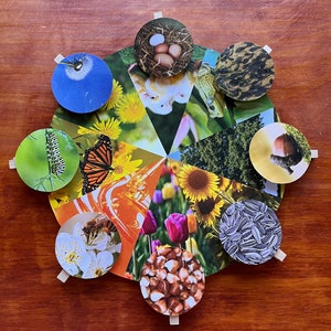 Peut inclure: Une roue en papier colorée avec différentes images sur chaque section. Les images comprennent un papillon, une abeille, un tournesol, un oiseau, un arbre, une chenille, une noix et un tas de graines.