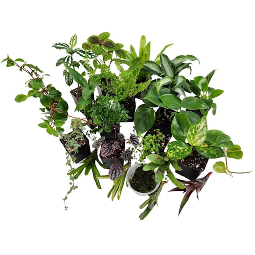 Dart Frog Vivarium Plant Kit 24x18x24 4055 Gallon 20 Plants Etsy