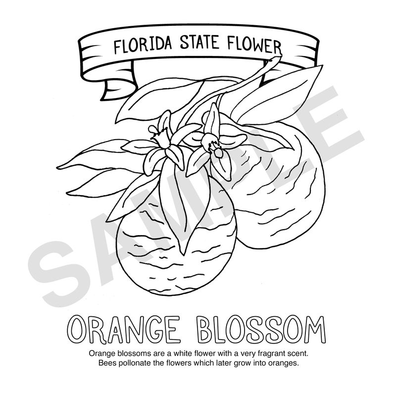 Florida State Symbols Coloring Pages | Printable Coloring USA Facts - Etsy