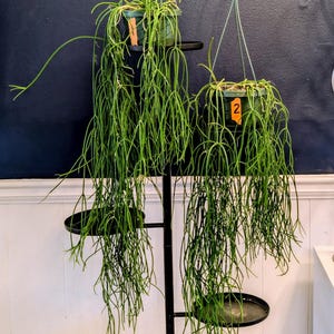 Rhipsalis baccifera (choose plant)
