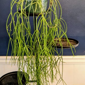 Rhipsalis baccifera (plante exacte)