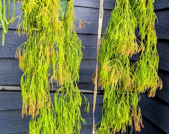 Rhipsalis Clavata Lg (choose plant)
