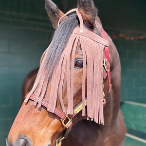 Puede incluir: Un caballo marr&oacute;n con una cabezada de cuero marr&oacute;n con una red de nariz con flecos. La cabezada tiene una placa de nombre de lat&oacute;n que dice "BLUSH ON".
