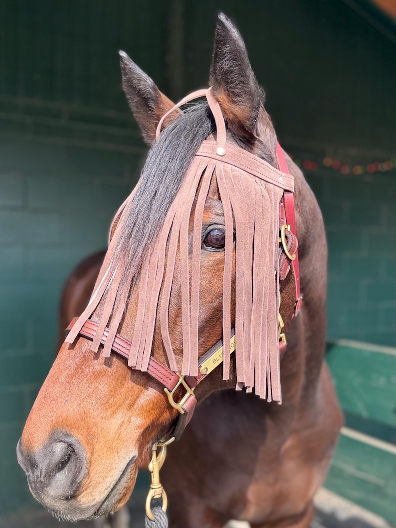 Puede incluir: Un caballo marr&oacute;n con una cabezada de cuero marr&oacute;n con una red de nariz con flecos. La cabezada tiene una placa de nombre de lat&oacute;n que dice "BLUSH ON".