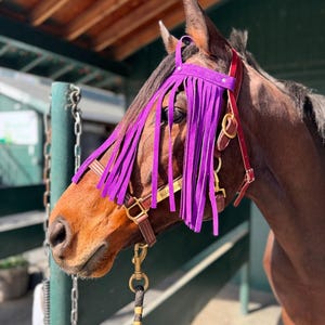 Puede incluir: Un caballo marr&oacute;n con una cabezada de cuero morado con flecos. La cabezada tiene una hebilla de lat&oacute;n y una placa de identificaci&oacute;n que dice "BLUSH"