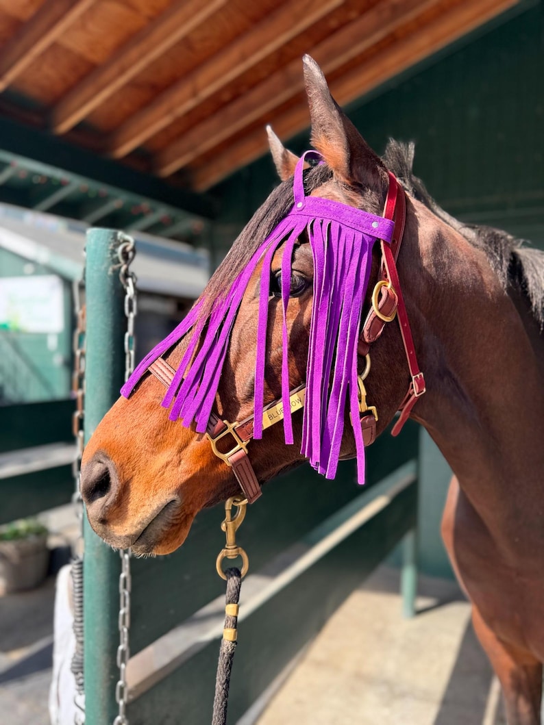 Puede incluir: Un caballo marr&oacute;n con una cabezada de cuero morado con flecos. La cabezada tiene una hebilla de lat&oacute;n y una placa de identificaci&oacute;n que dice "BLUSH"
