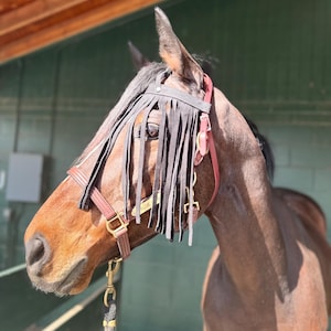Puede incluir: Un caballo marr&oacute;n con una cabezada de cuero negro con una m&aacute;scara de moscas de flecos. La cabezada tiene una hebilla de lat&oacute;n y una placa de nombre de lat&oacute;n que dice "BLUE".