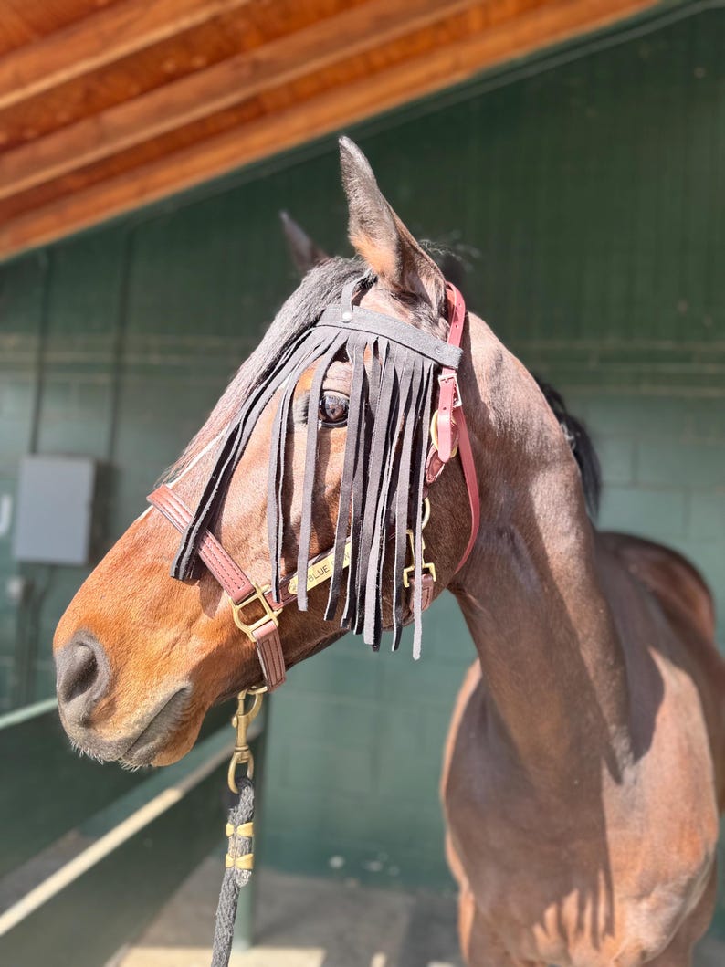 Puede incluir: Un caballo marr&oacute;n con una cabezada de cuero negro con una m&aacute;scara de moscas de flecos. La cabezada tiene una hebilla de lat&oacute;n y una placa de nombre de lat&oacute;n que dice "BLUE".