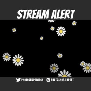Animated Falling Daisy Animated Stream Overlay: Seamless Loop Alert - Transparent Background (1920x1080 HD)