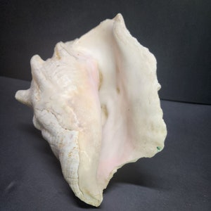 May include: A large, white seashell with a pink interior. The shell has a rough, textured exterior and a smooth, glossy interior.