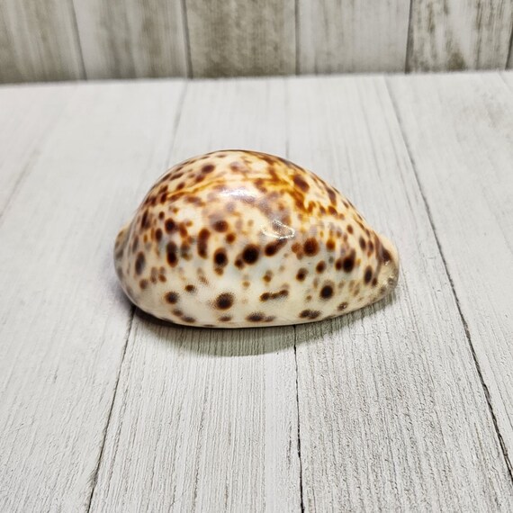 タカラガイ 貝殻 \