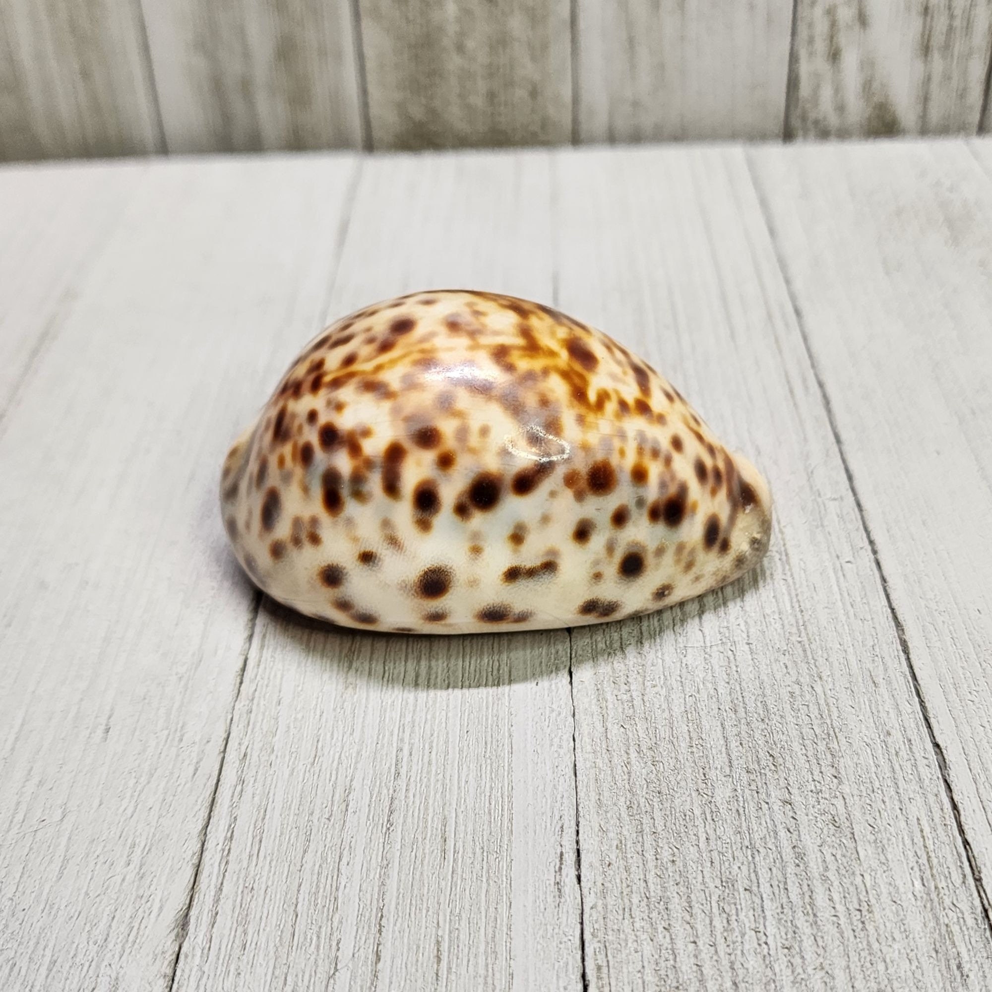 タカラガイ 貝殻 \"Tigris Rusty” タイガーパータン タカラガイ 貝殻 