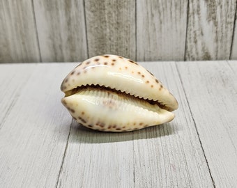 ヴィンテージ Cypraea Tigris タイガータカラガイ 貝殻 カタツムリ 3 