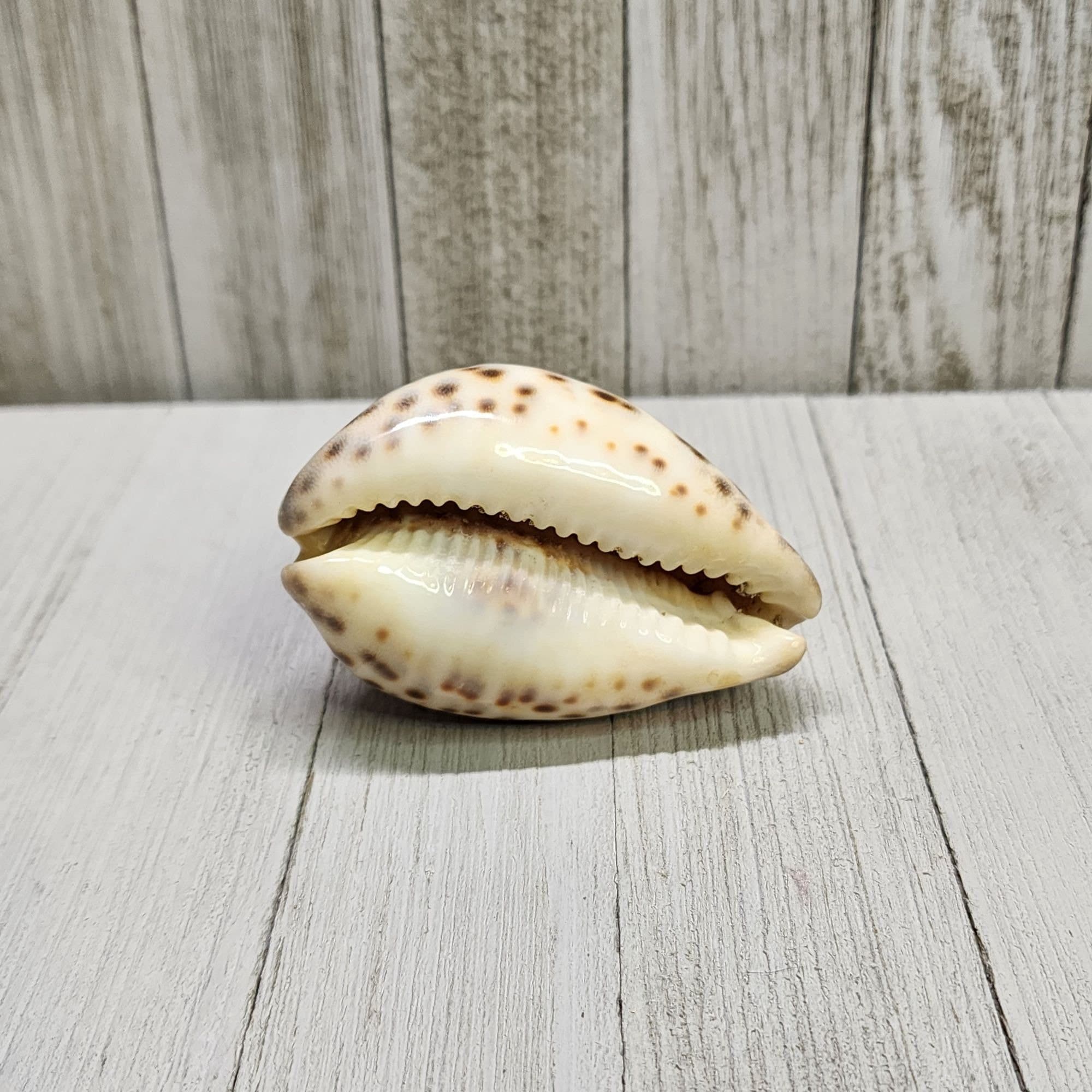 ヴィンテージ Cypraea Tigris タイガータカラガイ 貝殻 カタツムリ 3
