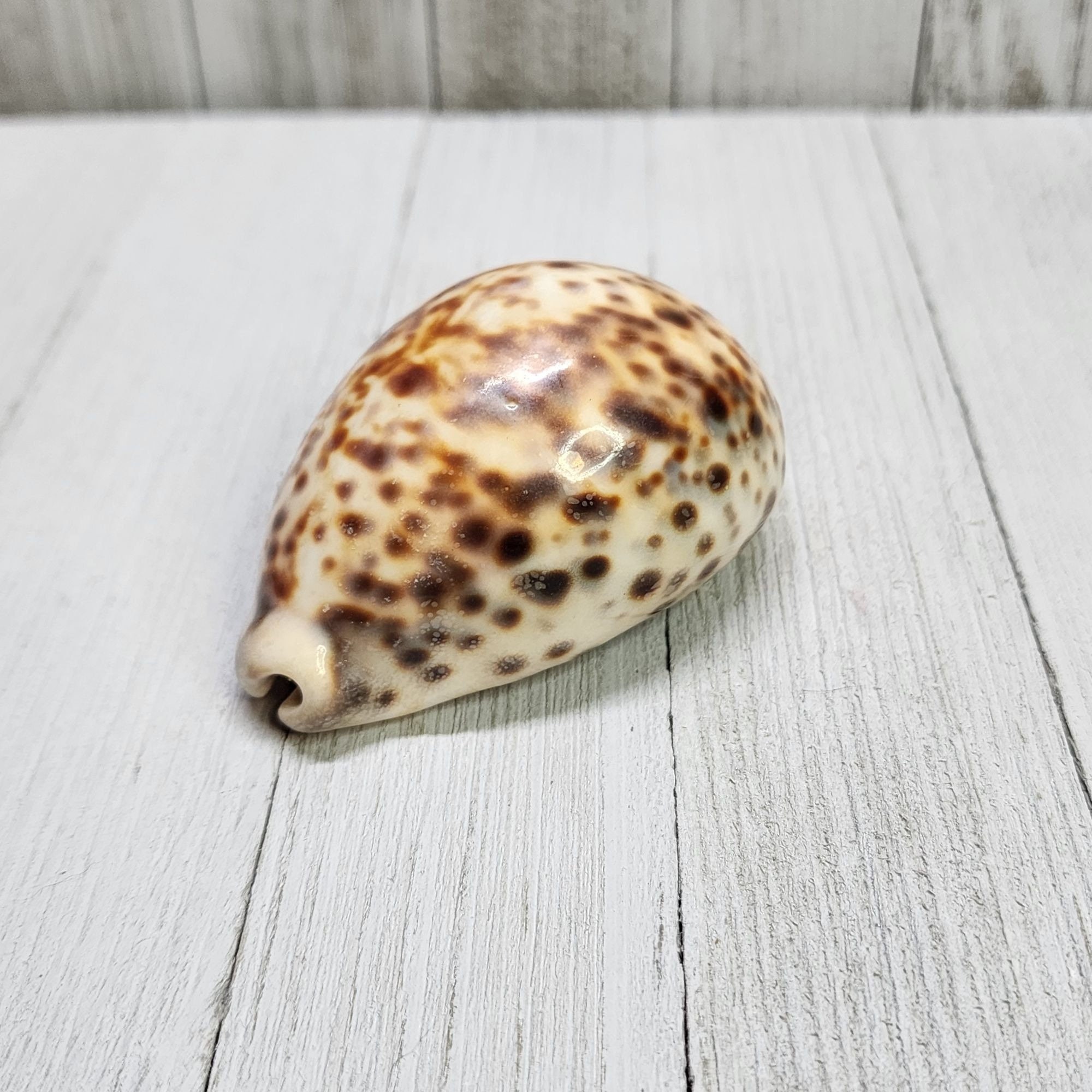 ヴィンテージ Cypraea Tigris タイガータカラガイ 貝殻 カタツムリ 3