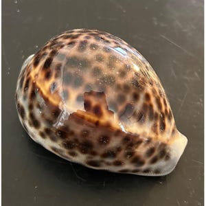Vintage Tiger Cowrie Shell Cypraea Tigris Spotted Seashell Nautical Beach Decor