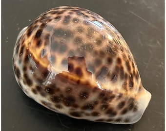 タカラガイ 貝殻 \