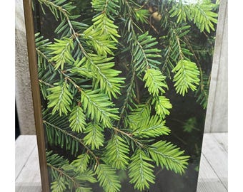 Vtg Evergreens The Time-Life Encyclopedia Of Gardening Hardcover Landscapping