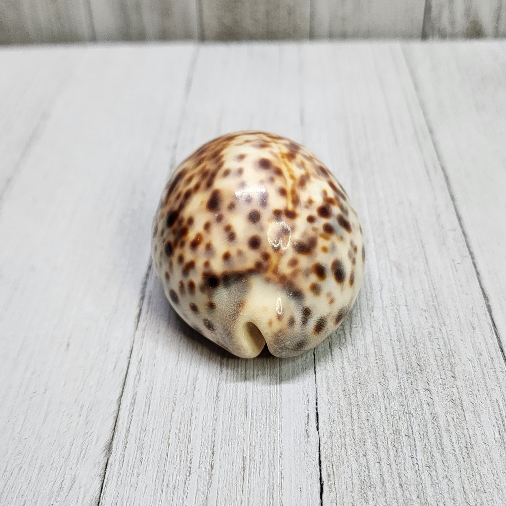 タカラガイ 貝殻 \