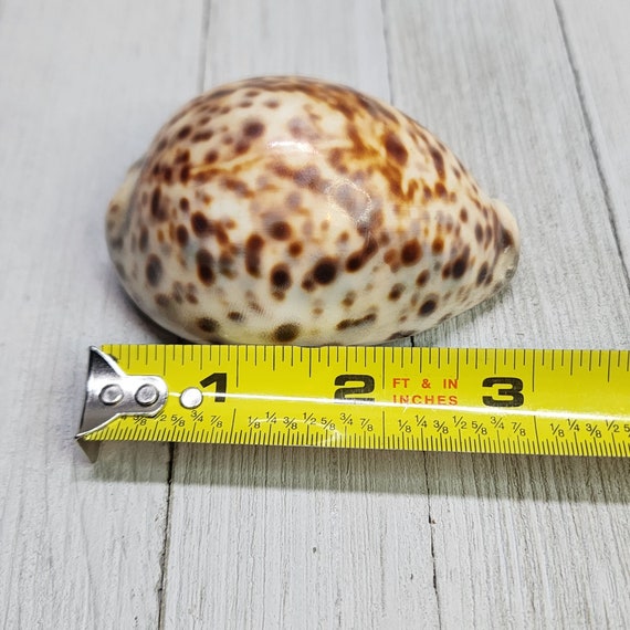 ヴィンテージ Cypraea Tigris タイガータカラガイ 貝殻 カタツムリ 3 