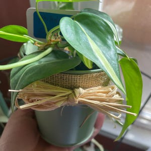 philodendron silver stripe