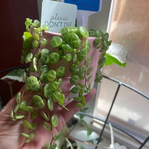 string of turtles succulent plant.