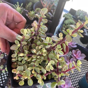 portulacaria afra Variagulada