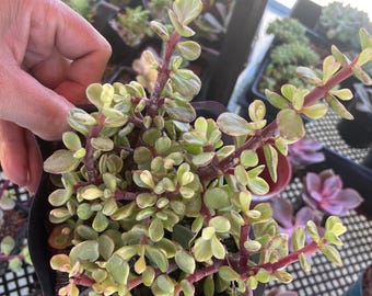Portulacaria Afra Minima Lilliput Elephant's Food , Fully Rooted - Etsy