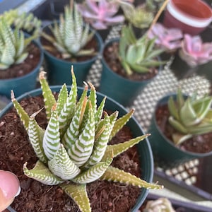 Haworthia Plant - 4&quot; Pot - Succulent