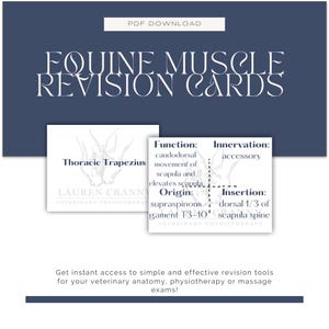Fiches de révision des massages de physiothérapie vétérinaire pour équidés - Système musculaire