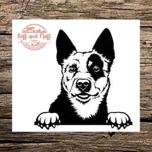 Op de afbeelding: Zwart-witte illustratie van een Australian Cattle Dog die over een oppervlak kijkt met zijn voorpoot uitgestoken. De hond heeft een zwarte neus en zwarte markeringen rond zijn ogen.