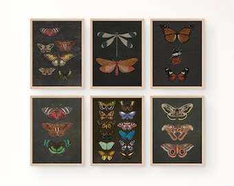 Set di 6 stampe artistiche di falene, stampe di farfalle, illustrazioni botaniche, arte di farfalle, stampa di farfalle nere, illustrazione di falene