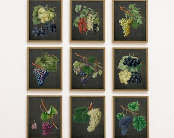 Vintage grapes fruit set of 9 mega bundle Art Prints,Grapes wall art Print,fruit art,kitchen wall art,dark academia decor,printable wall art