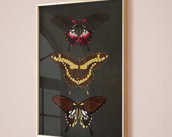 Butterfly print, botanical illustrations, folk insect print, vintage poster, Cottagecore Nature print, butterfly art, black butterfly print