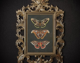 Moths art print, Moths illustration, Giclée Print art, Insect print, Botanical illustrations, vintage poster, Butterflies art, Moths print