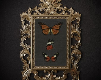 Black butterfly print, vintage butterfly, dark prints, butterfly wall art, moth print, black background art, dark botanical art, antique art