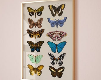 Butterflies and moth art print, Handmade Decor,Insect print, Vintage Botanical illustrations, boho art, Butterflies art, Butterfly poster.