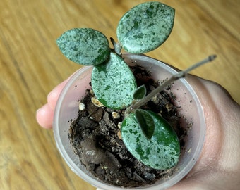 Hoya Mathilde silver – plante avec pot, bien enracinée en substrat organique!