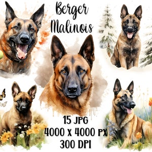 Cliparts de Pastor Belga Malinois, 15 retratos en HD, pintura en acuarela, ideal para imprimir, sublimar, hacer tarjetas de felicitación