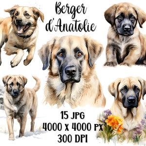 Cliparts Berger d'Anatolie, 15 portraits en HD, peinture aquarelle, idéal impression, sublimation , réalisation de carte de voeux