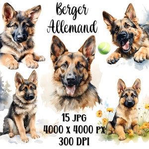 Cliparts Berger Allemand, 15 portraits en HD, peinture aquarelle, idéal impression, sublimation , réalisation de carte de voeux